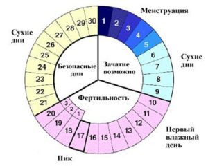 Сколько дней длится овуляция у женщин с циклом