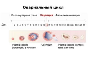 Всегда ли происходит овуляция в середине цикла