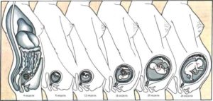 Почему матка больше срока беременности в первом триместре