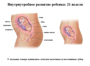 21 неделя размер плода