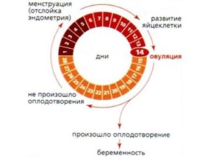 Какой шанс забеременеть при месячных