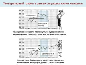 Температура после овуляции повышенная