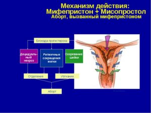 Через сколько начинает действовать мифепристон при родах