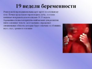 Шевеления плода на 19 неделе как часто