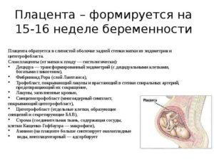 Беременность 14 недель плацента