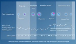 Температура тела после овуляции