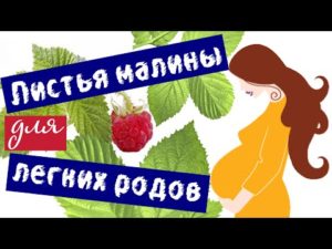 Листья малины для родов