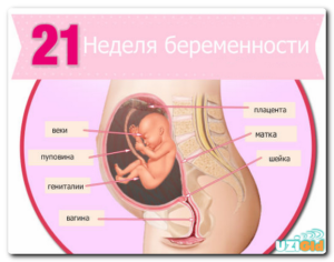 Беременность 21 22 недели