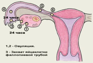 Почему бывает ранняя овуляция