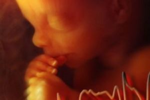 Сердцебиение малыша в утробе