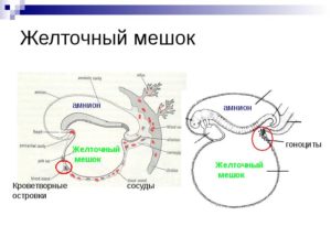 Когда исчезает желточный мешочек