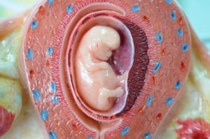 Старая плацента при беременности