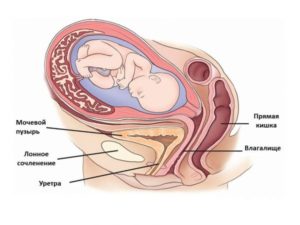 Матка женщины при беременности
