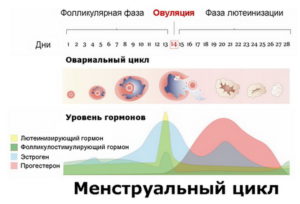 Может ли произойти овуляция сразу после месячных