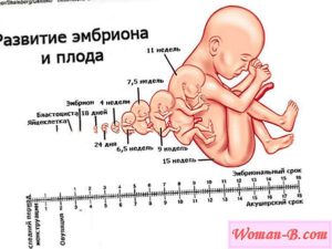 Акушерские и эмбриональные недели разница