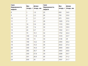 20 недель вес ребенка