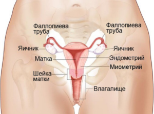 Расположение яичников при беременности