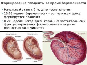 Плацента увеличена при беременности