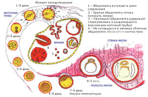 Через сколько дней после овуляции происходит оплодотворение яйцеклетки