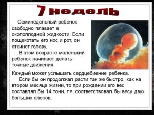 Размер плода 7 недель