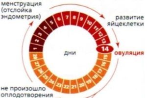 Может ли наступить беременность если месячные идут