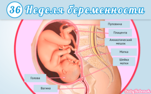 36 неделя беременности что происходит