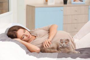 Чувствуют ли коты беременность хозяйки