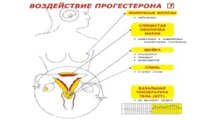 После овуляции набухает грудь