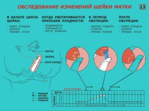 Признаки овуляции после родов