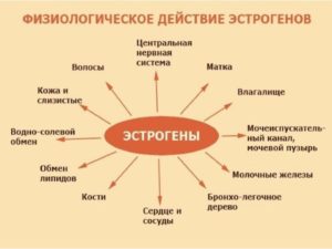 Как повысить уровень эстрогена у женщин народными средствами