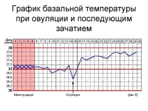 Повышение температуры после зачатия