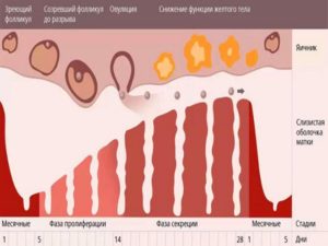 Кровь идет после овуляции