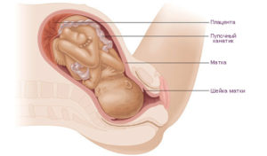 Видна шейка матки при беременности
