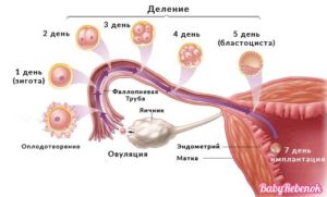 Имплантация плодного яйца на какой день после овуляции