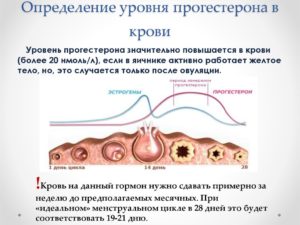 В дни овуляции кровь