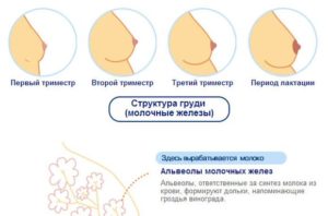 Может при беременности не болеть грудь