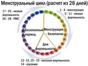 Овуляция на какой день при 28 дневном цикле