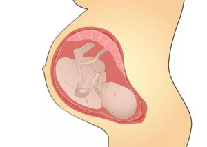 Пульсация пуповины во время беременности