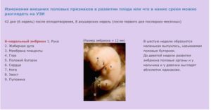 На каком месяце делают узи на пол ребенка