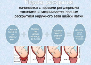 Сколько должны длиться схватки