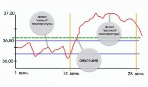 Температура тела после овуляции