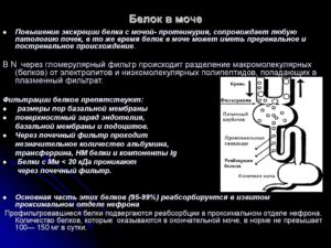 Диета при беременности при повышенном белке в моче