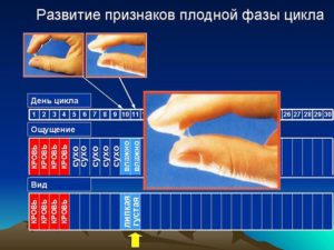 За сколько дней начинаются выделения до овуляции