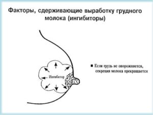 Сколько перегорает грудное молоко