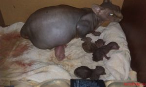 Через сколько времени кошка может забеременеть после родов