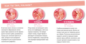 На какой недели начинает шевелиться ребенок вторая беременность