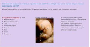 На какой неделе можно определить по узи беременность