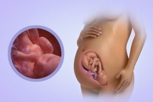 37 недель беременности развитие ребенка
