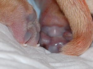У собаки выделения из петли после родов