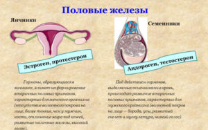 Женские и мужские гормоны в женском организме